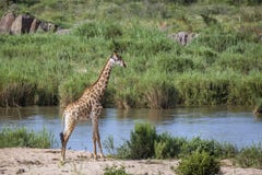Giraffe in Kruger National park, South Africa stock photo Giraffe in Kruger National park, South Africa stock photo