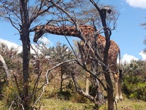 Giraffe, Lake Naivasha Kenya royalty free stock images Giraffe, Lake Naivasha Kenya royalty free stock images