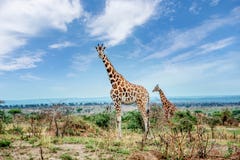 Giraffe in Nationalpark Murchison Falls, Uganda lizenzfreies stockbild Giraffe in Nationalpark Murchison Falls, Uganda lizenzfreies stockbild