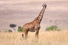 Giraffe Of Kenya Stock Image
