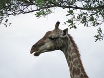 GiraffeÂs Kopf unter Zweigen mit Blättern lizenzfreies stockbild GiraffeÂs Kopf unter Zweigen mit Blättern lizenzfreies stockbild