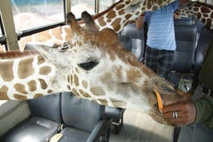 Giraffe-Safari lizenzfreie stockbilder Giraffe-Safari lizenzfreie stockbilder