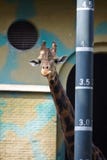 A giraffe standing beside a height measurement pole