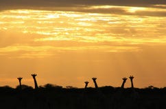 Giraffe Sunset - Wildlife Background From Africa - Nature S Pairs Royalty Free Stock Photos