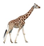 Giraffe sur le mouvement Giraffe sur le mouvement
