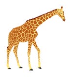 Giraffe vector illustration isolated on white background. stock illustration Giraffe vector illustration isolated on white background. stock illustration