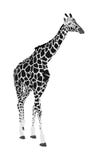 Giraffe vector illustration isolated on white background. African animal. stock illustration Giraffe vector illustration isolated on white background. African animal. stock illustration