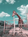 giraffe-zoo-teal-blue-orange-graded-hung