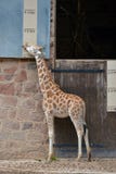 Giraffe που μετριέται κατά ενός διαγράμματος ύψους σε έναν ζωολογικό κήπο στοκ φωτογραφίες Giraffe που μετριέται κατά ενός διαγράμματος ύψους σε έναν ζωολογικό κήπο στοκ φωτογραφίες