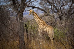 Giraffe που στέκεται μεταξύ των δέντρων και της ψηλής χλόης στοκ εικόνες Giraffe που στέκεται μεταξύ των δέντρων και της ψηλής χλόης στοκ εικόνες