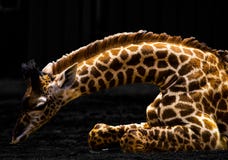 Giraffe σχέδιο τέχνης με τα δονούμενα χρώματα ελεύθερη απεικόνιση δικαιώματος Giraffe σχέδιο τέχνης με τα δονούμενα χρώματα ελεύθερη απεικόνιση δικαιώματος
