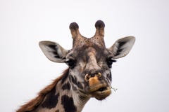 Giraffenkopf mit lustigem Gesicht stockbilder Giraffenkopf mit lustigem Gesicht stockbilder