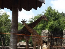 Giraffenliebe und Wärmefamilie stockfotos Giraffenliebe und Wärmefamilie stockfotos