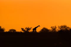Giraffenschattenbild mit der Glättung des orange Sonnenuntergangs stockbild Giraffenschattenbild mit der Glättung des orange Sonnenuntergangs stockbild