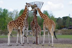 Giraffes eating stock photo Giraffes eating stock photo