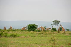 Giraffes stock image Giraffes stock image