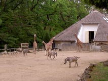 Giraffes and zebras in the enclosure, Zoo Lesna, Zlin, Czech Republic stock photography Giraffes and zebras in the enclosure, Zoo Lesna, Zlin, Czech Republic stock photography
