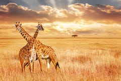 Giraffes ενάντια στο ηλιοβασίλεμα στην αφρικανική σαβάνα Άγρια φύση της Αφρικής στοκ φωτογραφίες με δικαίωμα ελεύθερης χρήσης Giraffes ενάντια στο ηλιοβασίλεμα στην αφρικανική σαβάνα Άγρια φύση της Αφρικής στοκ φωτογραφίες με δικαίωμα ελεύθερης χρήσης