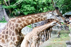 Giraffet äter mat royaltyfria foton Giraffet äter mat royaltyfria foton