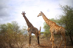 Girafffamilj royaltyfri foto Girafffamilj royaltyfri foto
