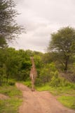 giraffkrugernationalpark Royaltyfri Foto giraffkrugernationalpark Royaltyfri Foto