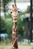 Girafhoofd op lange hals dichte omhooggaand stock foto's Girafhoofd op lange hals dichte omhooggaand stock foto's