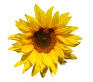 Girasol aislado Girasol aislado