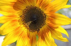 Girasol en verano Plantas florecientes fotos de archivo Girasol en verano Plantas florecientes fotos de archivo