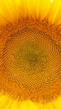 Girasol magníficamente imponente en macro fotografía de archivo libre de regalías Girasol magníficamente imponente en macro fotografía de archivo libre de regalías