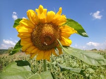 Girasole con l'ape nella campagna rumena fotografie stock libere da diritti Girasole con l'ape nella campagna rumena fotografie stock libere da diritti