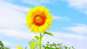 Girasole con la priorit? bassa del cielo blu fotografie stock libere da diritti Girasole con la priorit? bassa del cielo blu fotografie stock libere da diritti