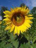 Girasole Molto piacevole Fotografia Stock Girasole Molto piacevole Fotografia Stock