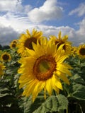 Girasole sotto il sole immagine stock Girasole sotto il sole immagine stock