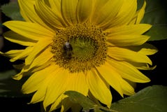 Girasole, Zonnebloem, helianthus annuus fotografia stock Girasole, Zonnebloem, helianthus annuus fotografia stock