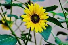 Girasoles amarillos hermosos en los campos fotografía de archivo libre de regalías Girasoles amarillos hermosos en los campos fotografía de archivo libre de regalías