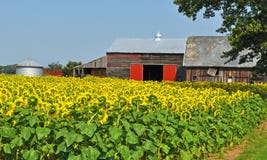 Girasoles de Bashfull imagen de archivo Girasoles de Bashfull imagen de archivo
