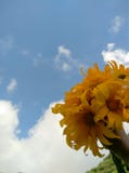 Girasoles hermosos vistos de la mano imagenes de archivo Girasoles hermosos vistos de la mano imagenes de archivo