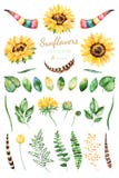 Girasoles pintados a mano de la acuarela clipart brillante de la acuarela 31 de los girasoles, hojas, ramas, plumas, cuernos de l stock de ilustración Girasoles pintados a mano de la acuarela clipart brillante de la acuarela 31 de los girasoles, hojas, ramas, plumas, cuernos de l stock de ilustración