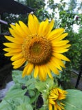 Girasoli di bellezza immagini stock Girasoli di bellezza immagini stock