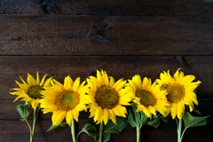 Girasoli gialli luminosi sul bordo di legno di struttura rustica naturale immagini stock libere da diritti Girasoli gialli luminosi sul bordo di legno di struttura rustica naturale immagini stock libere da diritti