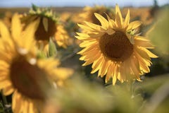 Girasoli nel campo Giorno soleggiato di estate luminosa fotografia stock Girasoli nel campo Giorno soleggiato di estate luminosa fotografia stock