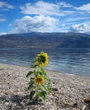 Girasoli sulla banca del ciottolo del lago Canada Okanagan fotografie stock Girasoli sulla banca del ciottolo del lago Canada Okanagan fotografie stock
