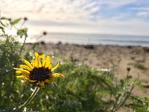 Girassol em uma praia em Malibu imagem de stock Girassol em uma praia em Malibu imagem de stock