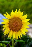 Girassol ensolarado da cereja que enfrenta o sol em um jardim foto de stock Girassol ensolarado da cereja que enfrenta o sol em um jardim foto de stock