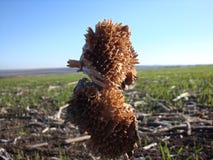 Girassol seco em um fundo borrado no inverno fotos de stock Girassol seco em um fundo borrado no inverno fotos de stock