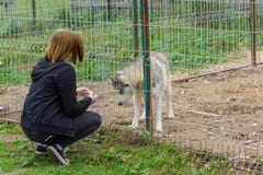 A girl is feeding with a dog in an cage. stock photos A girl is feeding with a dog in an cage. stock photos