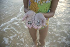 Girl holding small sea creatures on the beach by the ocean stock photography Girl holding small sea creatures on the beach by the ocean stock photography