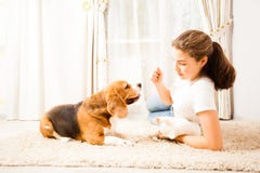 The girl is playing with her pets Royalty Free Stock Photo The girl is playing with her pets Royalty Free Stock Photo