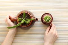 The girl pours tea. Hands, top view. Cactus in a brown teapot and a cup. The concept of the tea ceremony. Creative royalty free stock images The girl pours tea. Hands, top view. Cactus in a brown teapot and a cup. The concept of the tea ceremony. Creative royalty free stock images