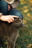 Girl strokes a stray gray beautiful temperamental cat on the grass royalty free stock image Girl strokes a stray gray beautiful temperamental cat on the grass royalty free stock image